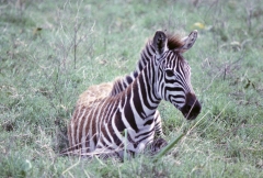 Tanzania-1989-048