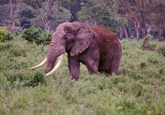 Tanzania-1989-050