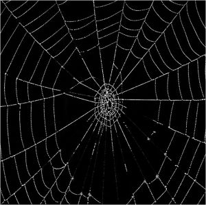 03-Spiderweb17.jpg